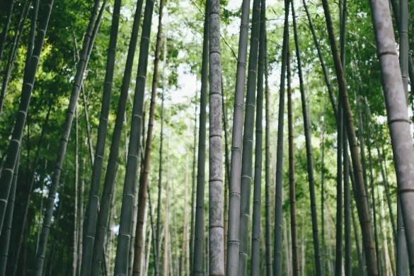 Arashiyama