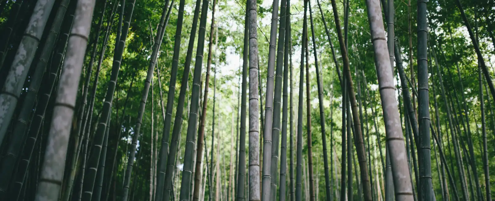 Arashiyama