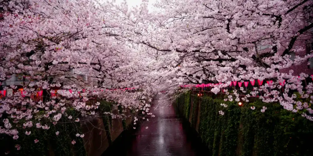 Cherry Blossom, Sakura in Japanese culture