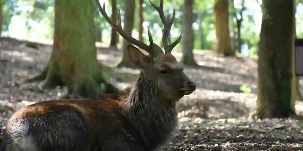 Exploring Nara:Deer