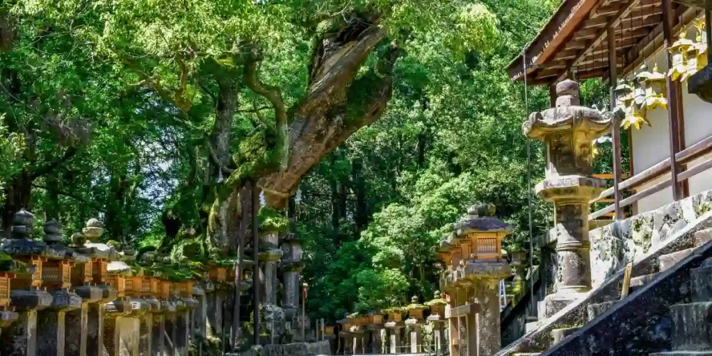 Kasuga Taisha:7-Day Tour in Japan